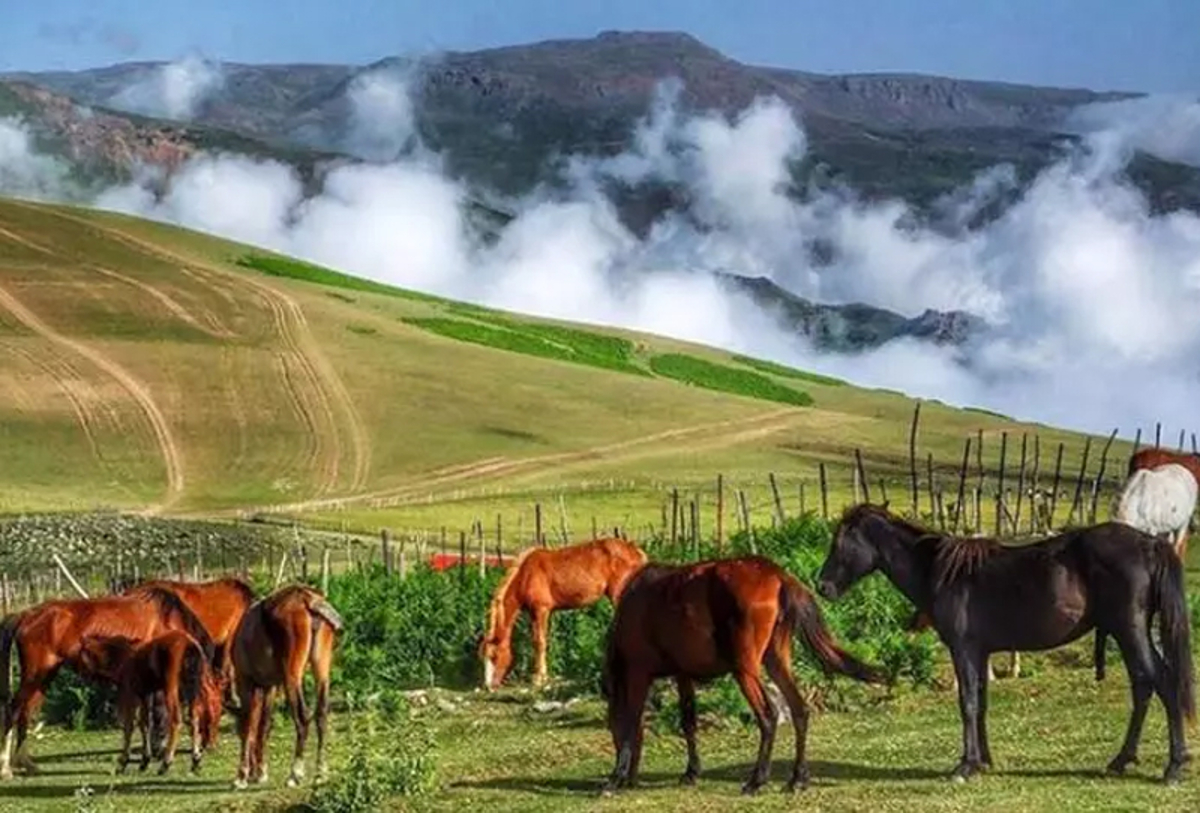 سرسبزترین شهرهای جنگلی ایران