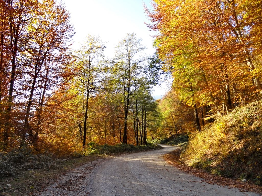 طبیعت سرسبز سوادکوه