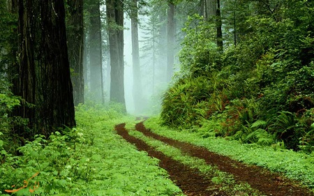 پارک جنگلی سراوان رشت - جنگل‌های معروف ایران